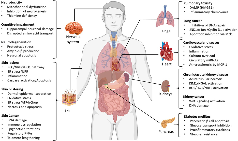 Mechanistic understanding of the toxic effects of arsenic and warfare  arsenicals on human health and environment | Cell Biology and Toxicology