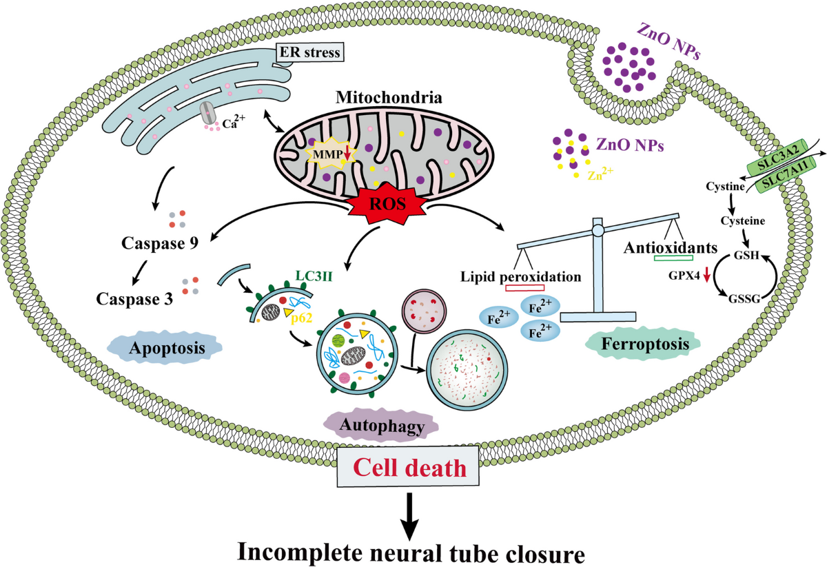 Zinc oxide nanoparticles induces cell death and consequently leading to  incomplete neural tube closure through oxidative stress during  embryogenesis | Cell Biology and Toxicology