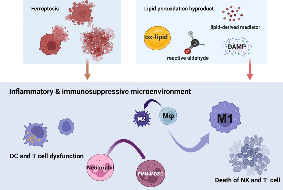 inhibitors of glutathione peroxidase endothelial cell Lipotoxicity, lipid peroxidation and ferroptosis: a dilemma in cancer therapy | Biology and Toxicology brightening sun serum BPC-157 TB-500 Stack: Synergistic Pack:5-Week Treatment