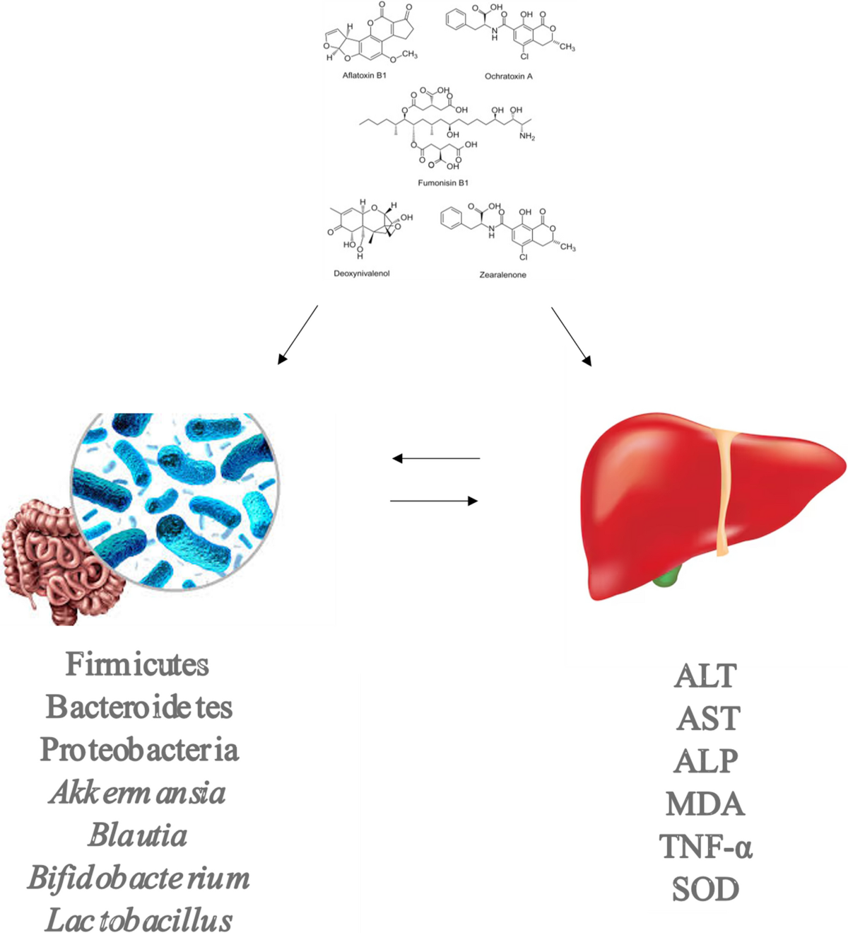 mycotoxins deplete glutathione levels Deficiency Symptoms: Is Poor Sleep Just the Beginning? | Cardiology & Neurology Specialists located in Queens, Forest Hills and Brighton Beach, Brooklyn, NY Frontiers | Protective and detoxifying