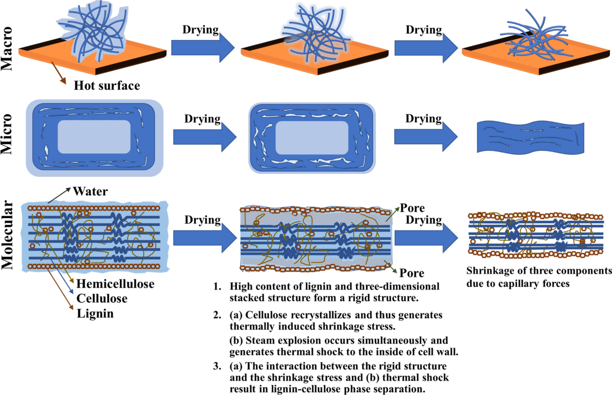 Short-term thermal drying-induced pore expansion effects of cellulosic  fibers and its applications | Cellulose | Springer Nature Link