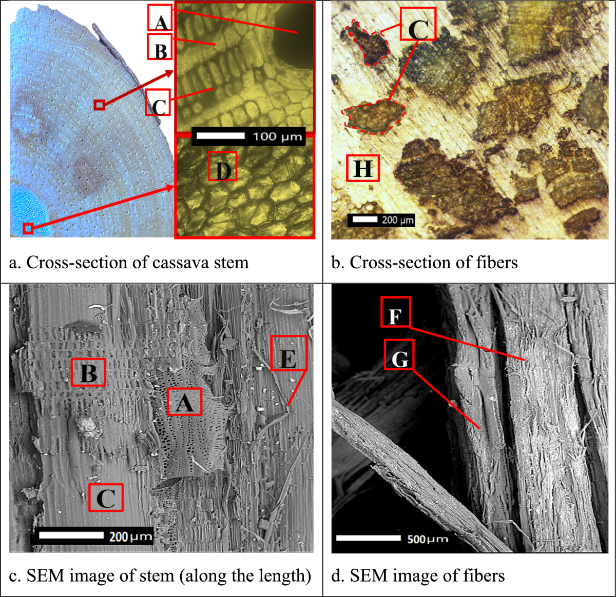 Optimizing the extraction of a novel fiber from cassava (Manihot esculenta)  stems: a statistical approach | Cellulose