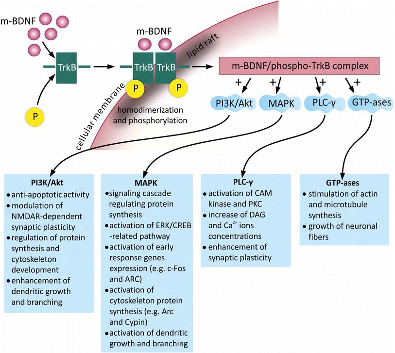 BDNF: A Key Factor with Multipotent Impact on Brain Signaling and Synaptic Plasticity | Cellular and Molecular Neurobiology