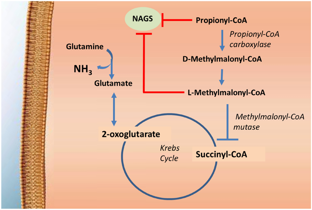 l carnitine for hyperammonemia in Inherited Metabolic Diseases | Cellular and Molecular Neurobiology gruppe:Nahrungsergaenzung