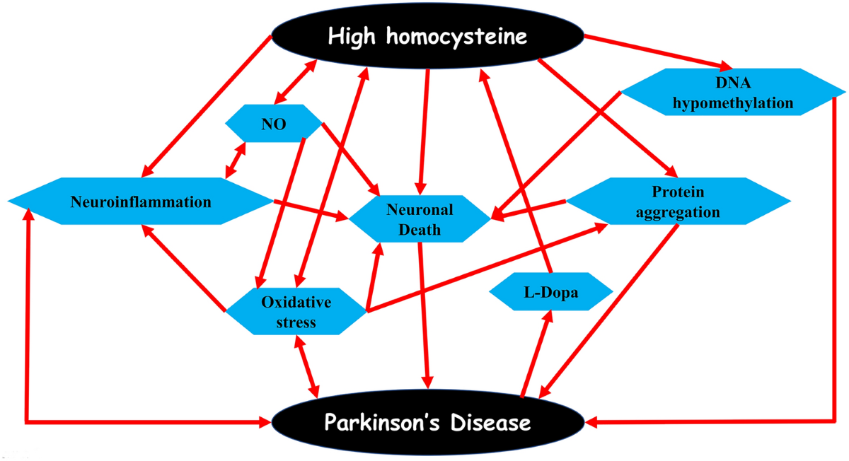 Parkinson's Disease Risk and Hyperhomocysteinemia: The Possible Link |  Cellular and Molecular Neurobiology | Springer Nature Link