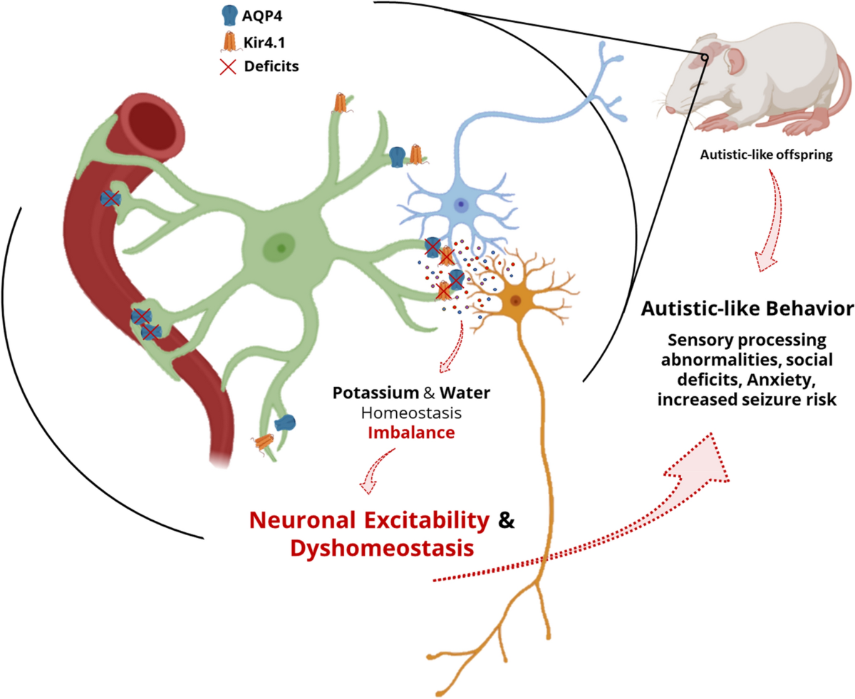 Astroglial Kir4.1 and AQP4 Channels: Key Regulators of Potassium 