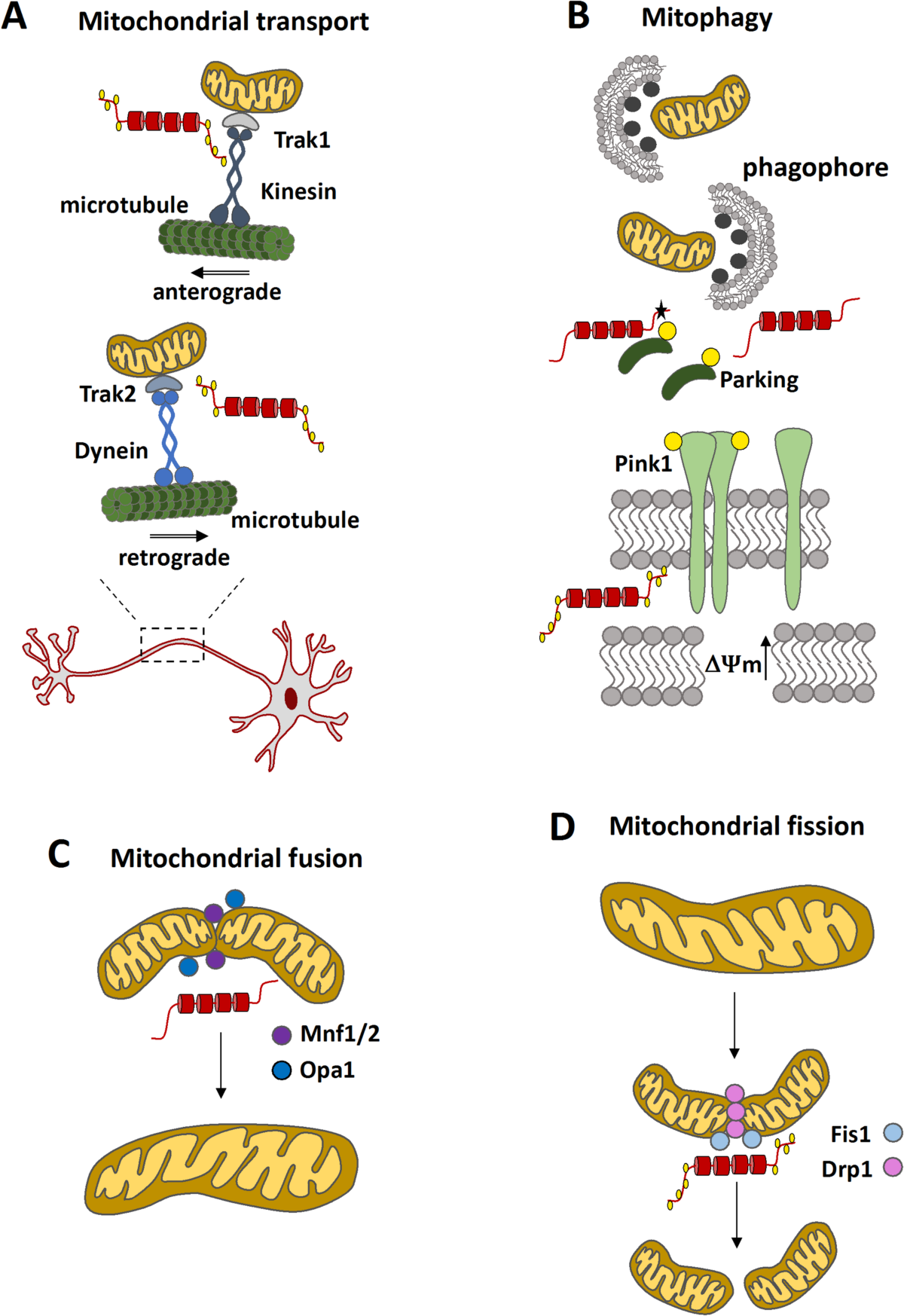 Tau–Mitochondria Interactions in Neurodegeneration: Mechanisms and Therapeutic Potential | Cellular and Molecular Neurobiology