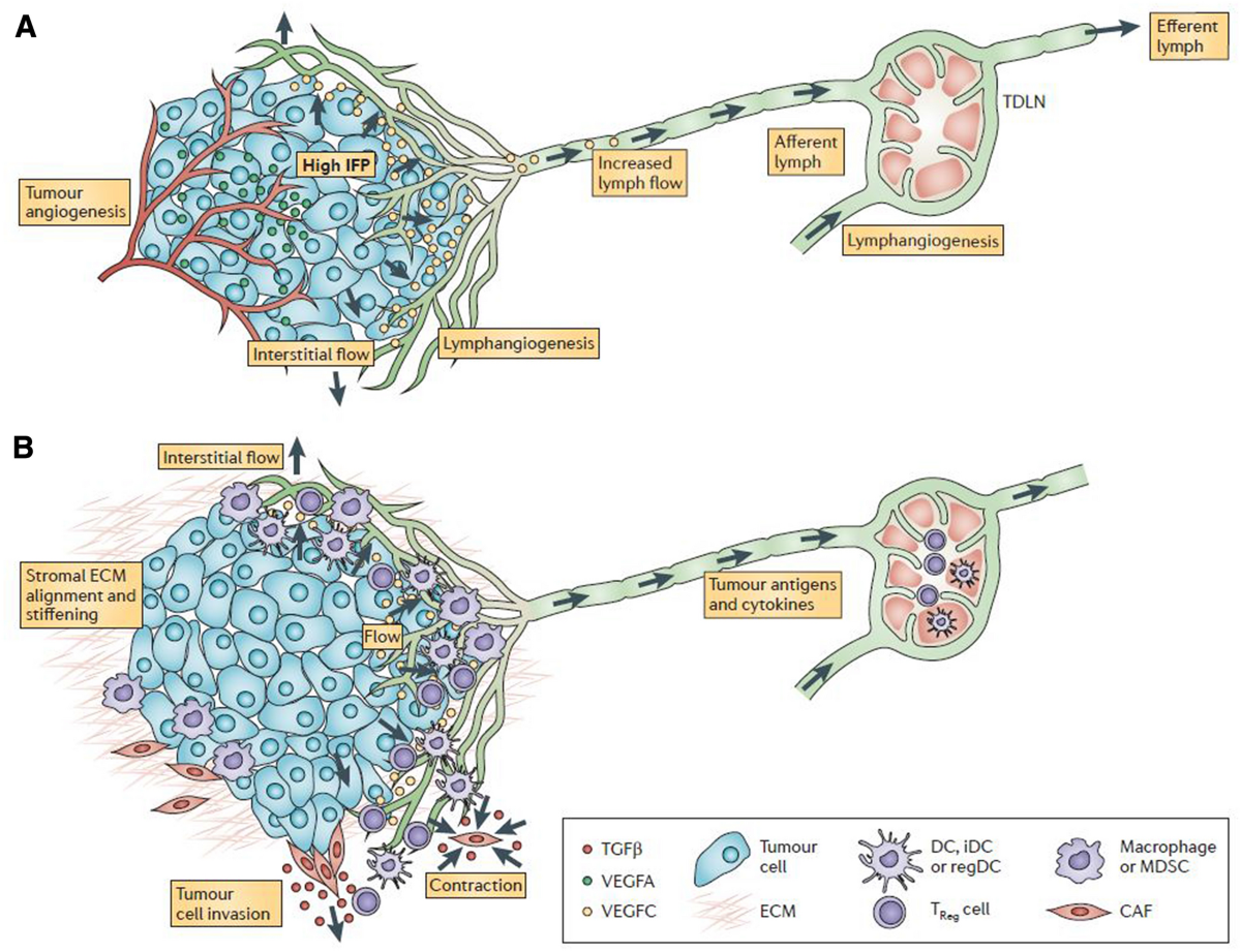 Molecular mechanisms of cancer metastasis via the lymphatic versus the  blood vessels | Clinical & Experimental Metastasis