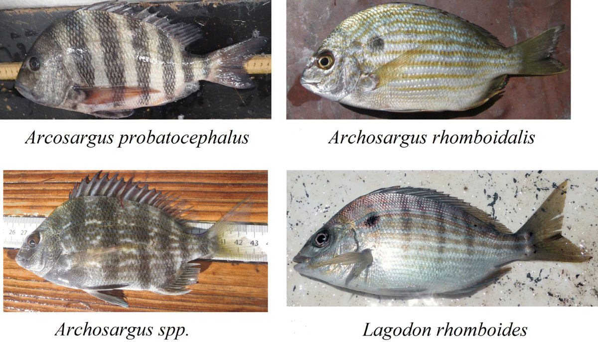 Genetic relationships and hybridization among three western Atlantic sparid  species: sheepshead (Archosargus probatocephalus), sea bream (A.  rhomboidalis) and pinfish (Lagodon rhomboides)