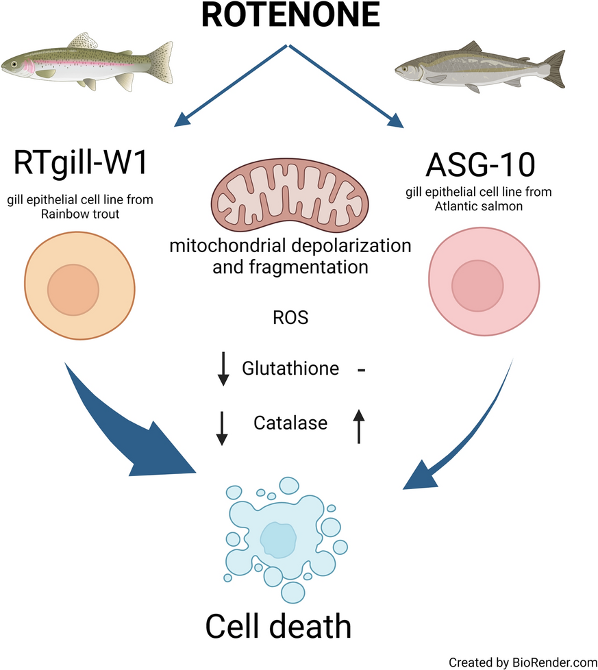 asg glutathione The gill epithelial cell lines RTgill-W1, from Rainbow trout and ASG-10,  from Atlantic salmon, exert different toxicity profiles towards rotenone |  Cytotechnology