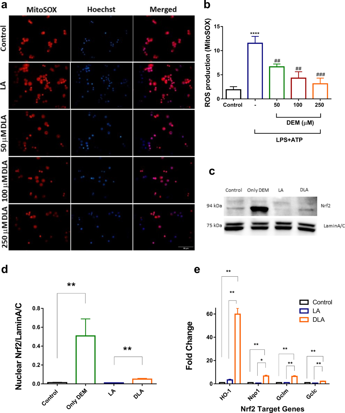 diethyl maleate glutathione Diethylmaleate and cancer pathways. Heterologous expression and characterization of
