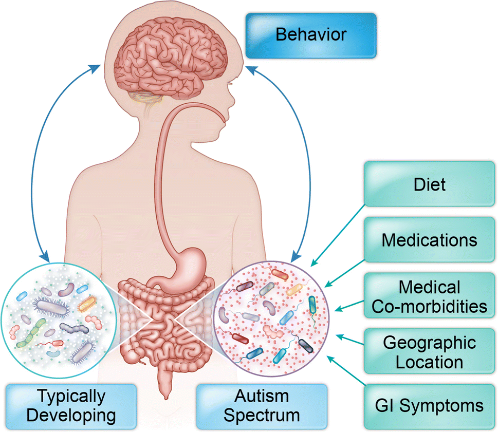 Autism Spectrum Disorder as a Brain-Gut-Microbiome Axis Disorder |  Digestive Diseases and Sciences