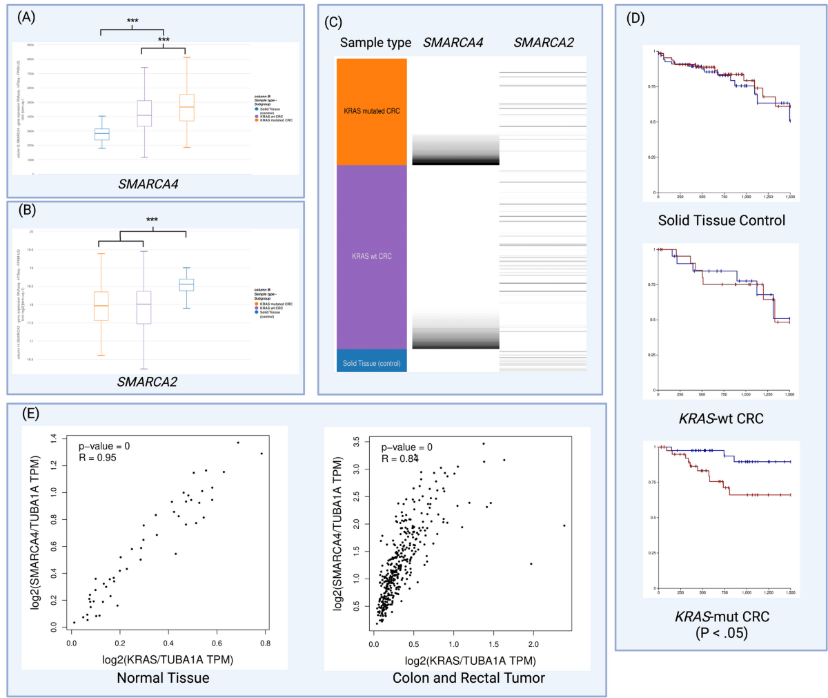 Impact of carbamazepine on SMARCA4 (BRG1) expression in colorectal cancer:  modulation by KRAS mutation status | Investigational New Drugs