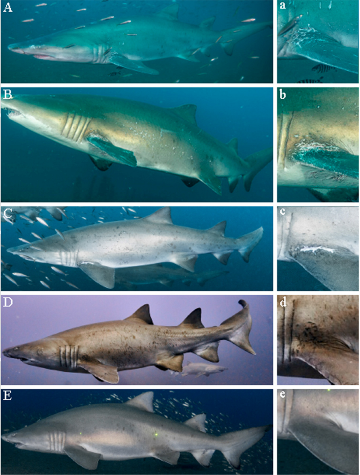The Lemon shark: an elusive but familiar predator, image size:1200x1584