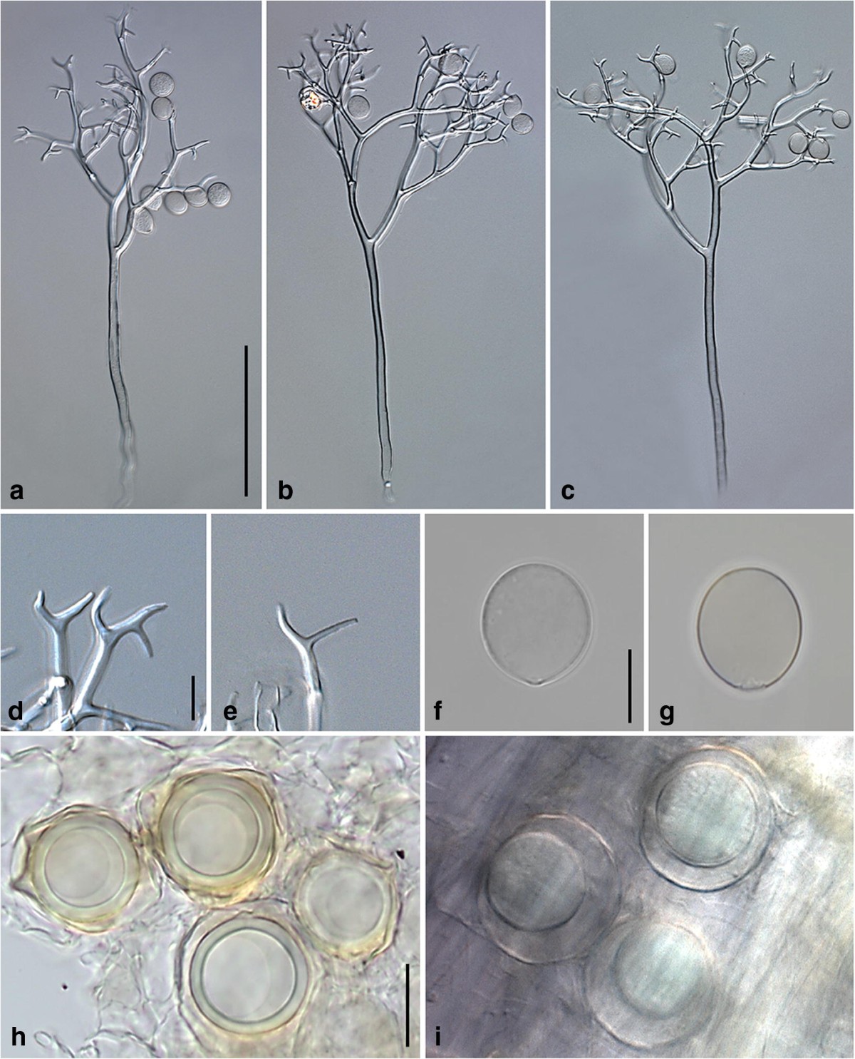 Peronospora aquilegiicola sp. nov., the downy mildew affecting columbines  in the UK is an invasive species from East Asia | European Journal of Plant  Pathology