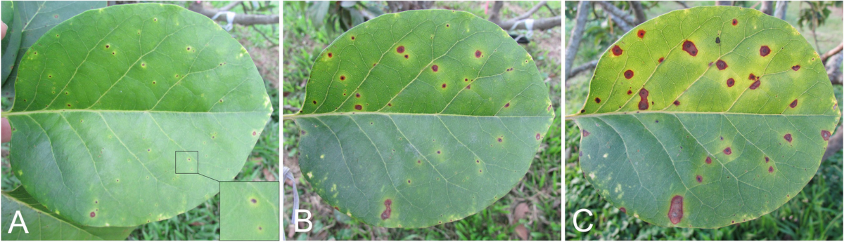 Pseudoplagiostoma perseae sp. nov. causes leaf spot disease on avocado  leaves in Taiwan | European Journal of Plant Pathology | Springer Nature  Link