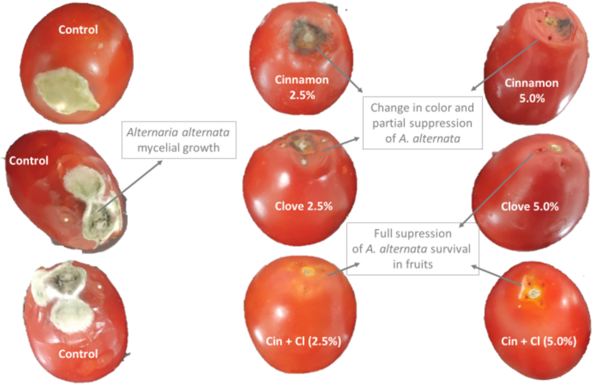 Cinnamon and clove aqueous extracts promote in vitro and postharvest  control of Alternaria alternata in tomato fruit | European Journal of Plant  Pathology