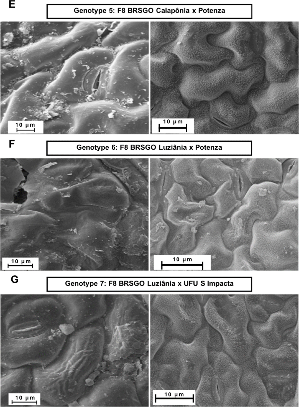 The value of chemical and physical barriers against Asian rust in soybean  genotypes with partial resistance | European Journal of Plant Pathology