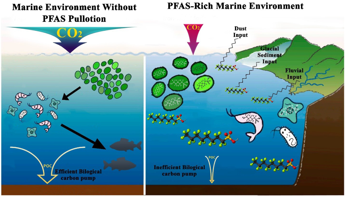 PFAS contamination diagram