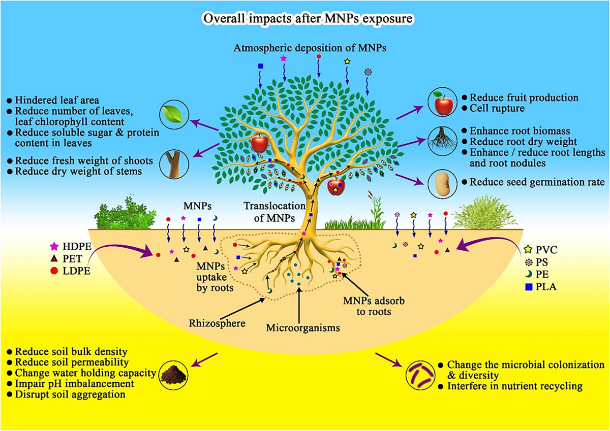 Assessing the impact of micro and nanoplastics on the productivity of vegetable crops in terrestrial horticulture: a comprehensive review | Environmental Monitoring and Assessment | Springer Nature Link Assessing the impact of micro and nanoplastics on the productivity of vegetable crops in terrestrial horticulture: a comprehensive review | Environmental Monitoring and Assessment | Springer Nature Link