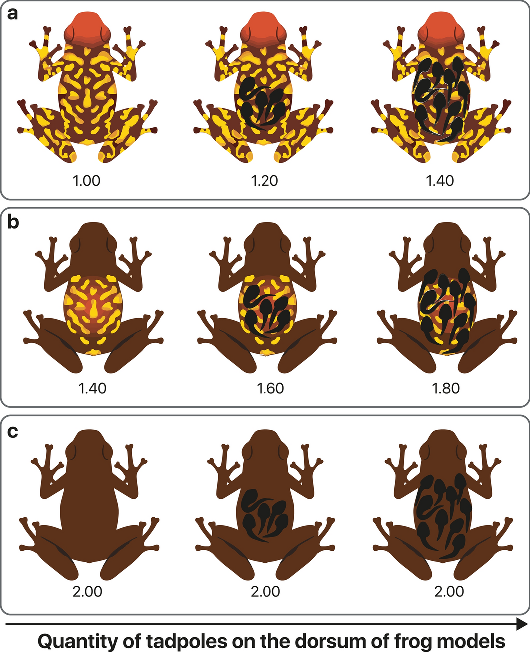 Experimental evidence in a poison frog model suggests that tadpole