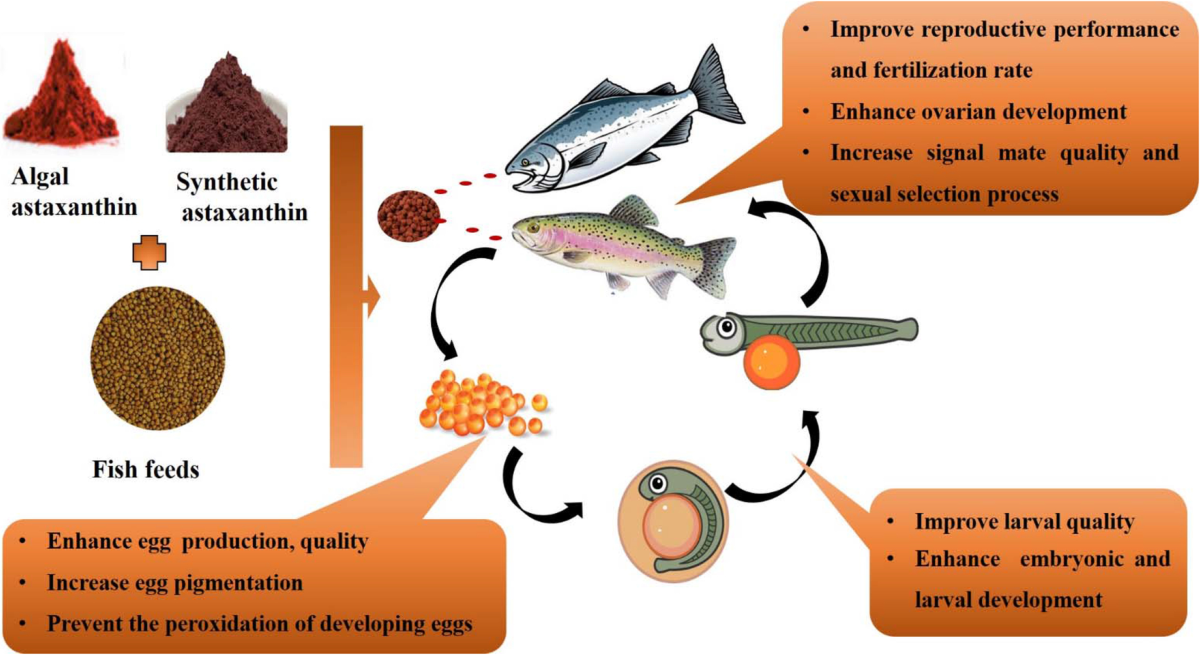 Recent progress in practical applications of a potential carotenoid astaxanthin in aquaculture industry: a review | Fish Physiology and Biochemistry