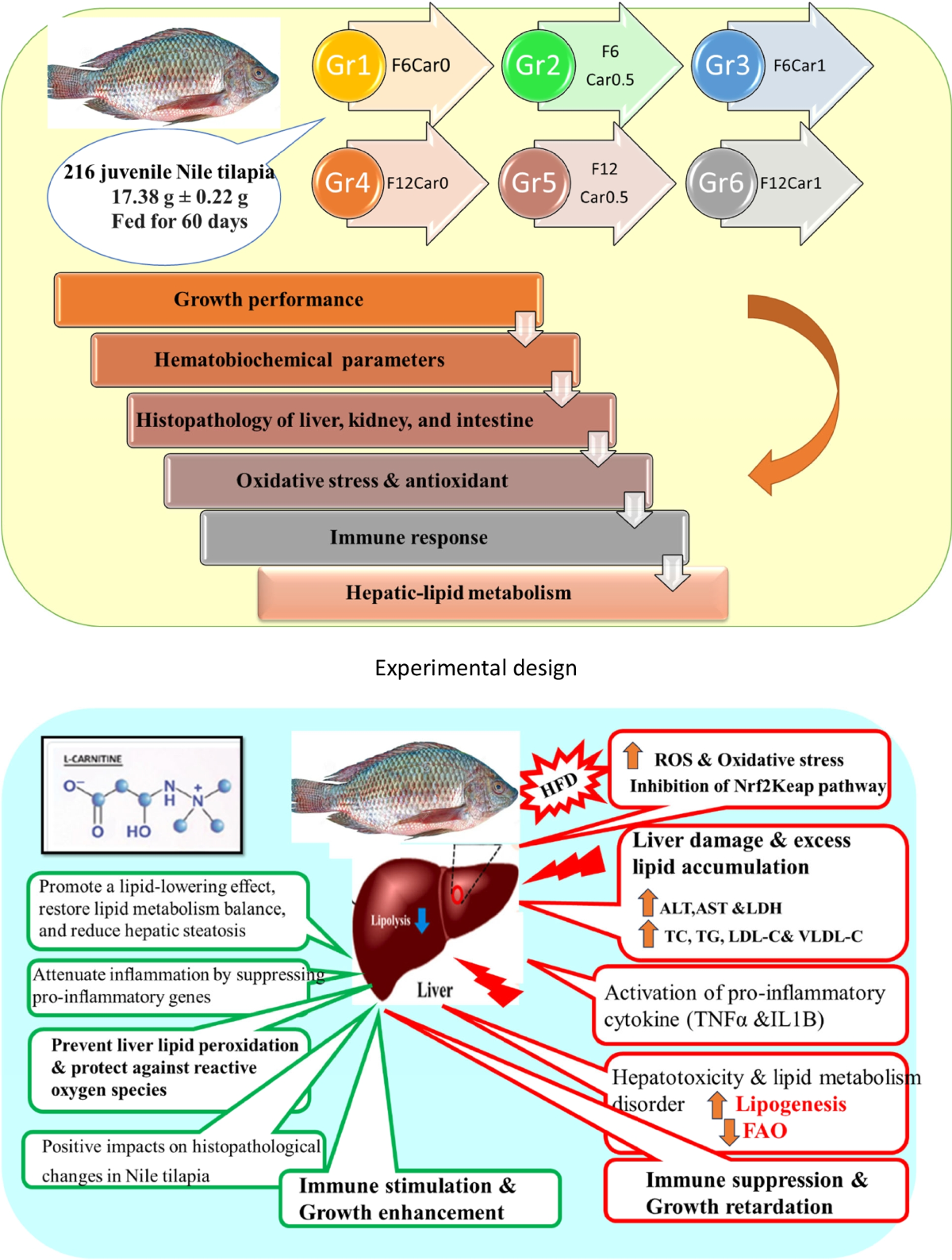 l-carnitine with fucoxanthin side effects l-carnitine: Nutrition, pathology, and health benefits