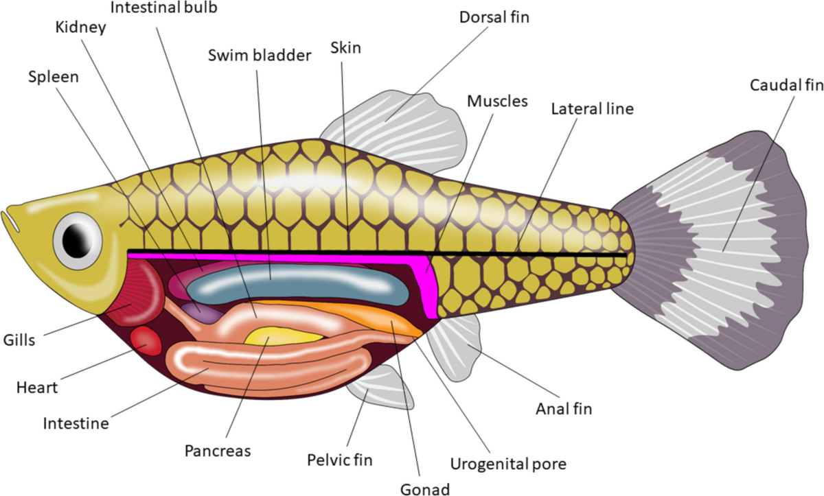 Neurotrophins and their receptors in the peripheral nervous system and  non-nervous tissue of fish | Fish Physiology and Biochemistry, image size:1200x723