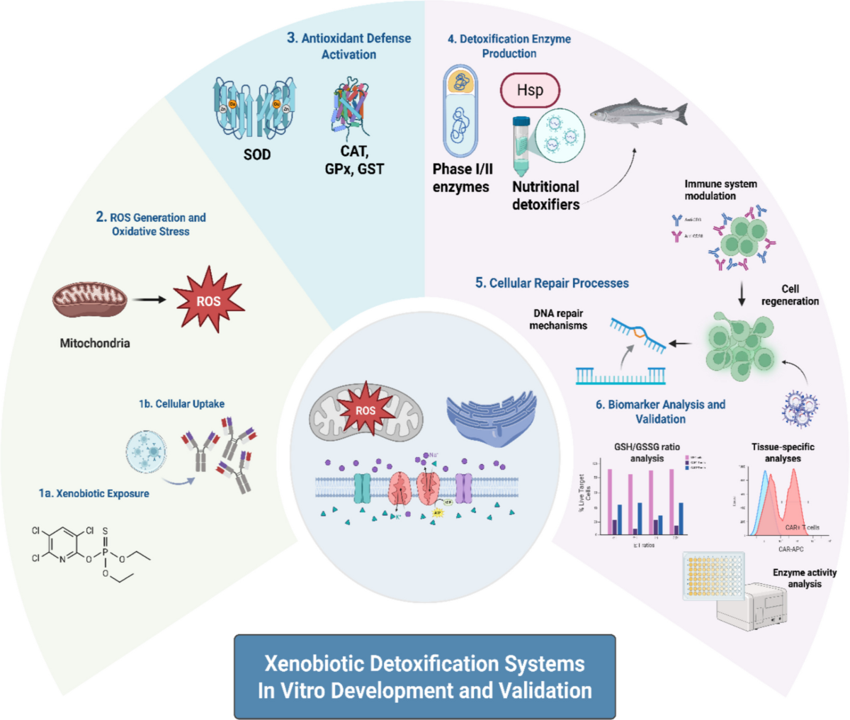 does glutathione cause detox in the scrotom Nutritional detoxification strategies aquaculture: bioactive feed additives mitigating oxidative stress and xenobiotic toxicity in fish | Fish Physiology and Biochemistry Peptides for Muscle Growth: