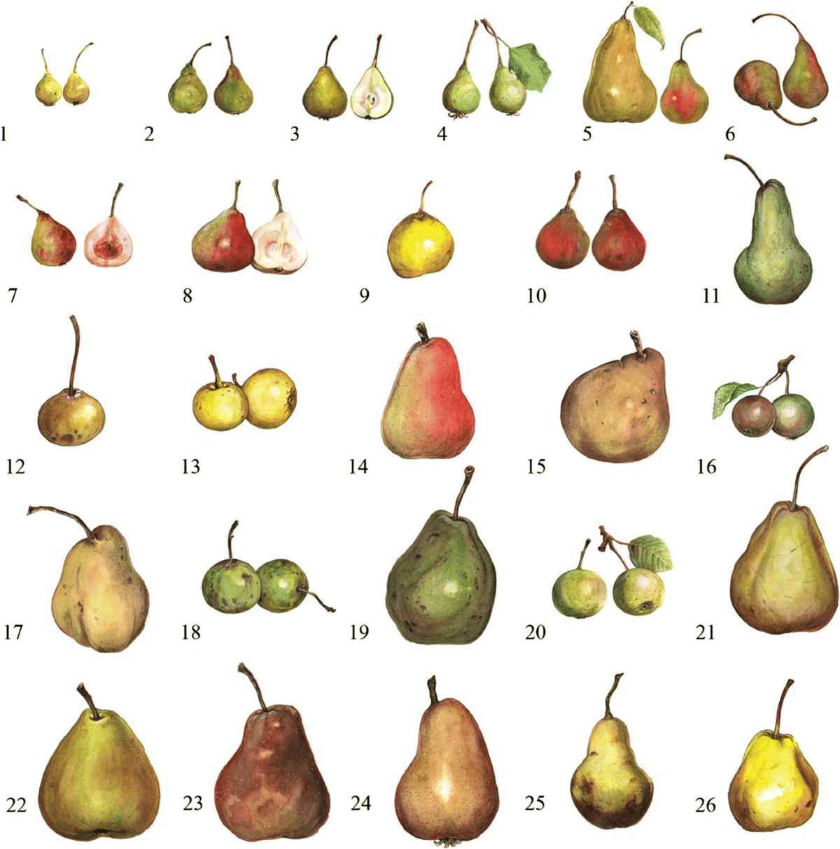 Variétés de poires