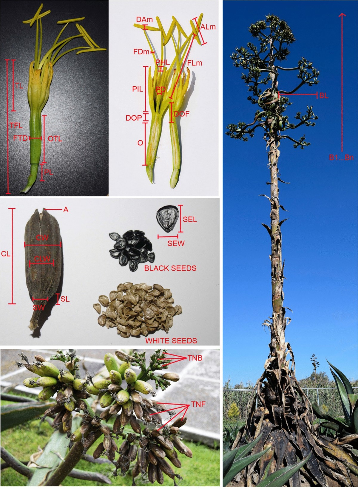 Diversity of reproductive characters, seed set, and viability of Agave seeds  used for pulque production and their wild relatives in Tlaxcala, Mexico |  Genetic Resources and Crop Evolution | Springer Nature Link
