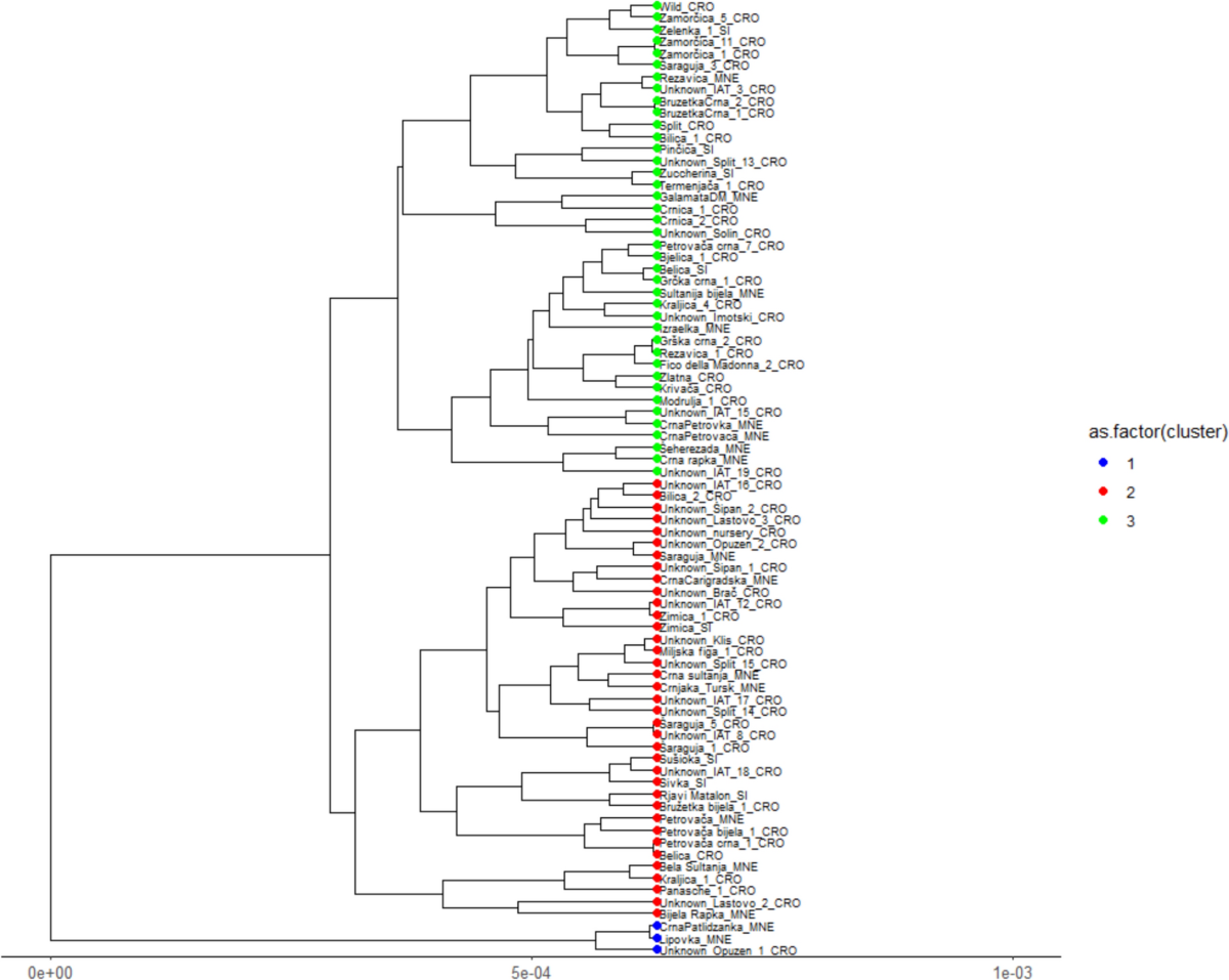 Genetic diversity of cultivated figs (Ficus carica L.) from the Eastern  Adriatic Coast screened by SSR markers | Genetic Resources and Crop  Evolution