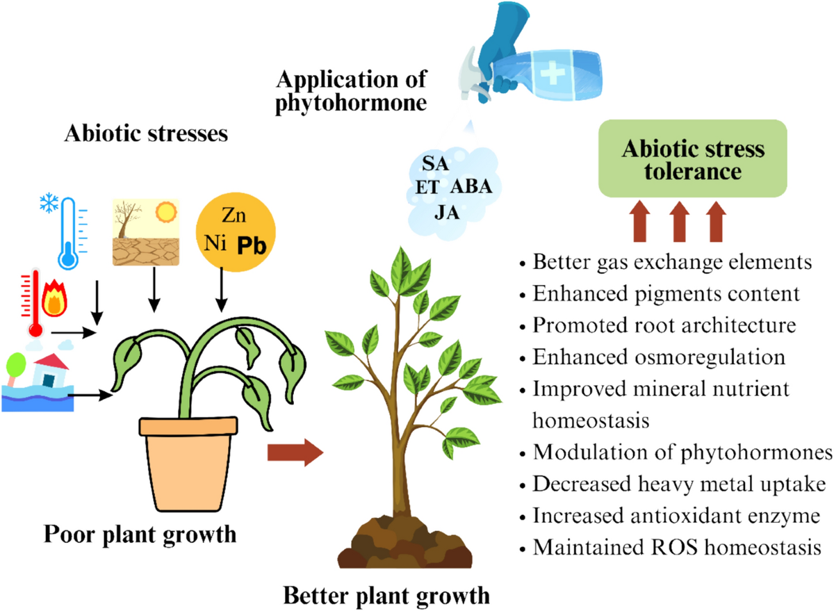 Phytohormonal signaling in plant resilience: advances and strategies for  enhancing abiotic stress tolerance | Plant Growth Regulation | Springer  Nature Link
