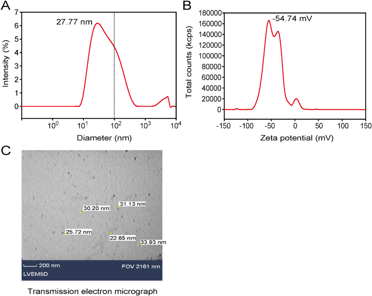 Foliar application of nano Urea enhances vegetative growth of Arabidopsis  thaliana over equimolar bulk urea through higher induction of biosynthesis  genes but suppression of nitrogen uptake and senescence genes | Plant  Growth Regulation | Springer ...