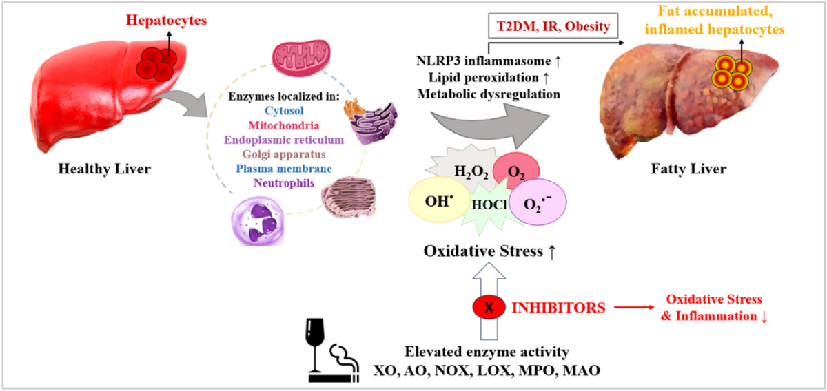 glutathione and aldehyde oxidase Exploring the role of xanthine oxidase in metabolic dysfunction-associated steatotic liver disease (MASLD) | Journal of Molecular Histology hairfall control