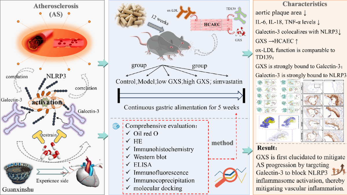 Guanxinshu attenuates atherosclerosis by suppressing Galectin-3-mediated NLRP3 inflammasome activation | Journal of Molecular Histology