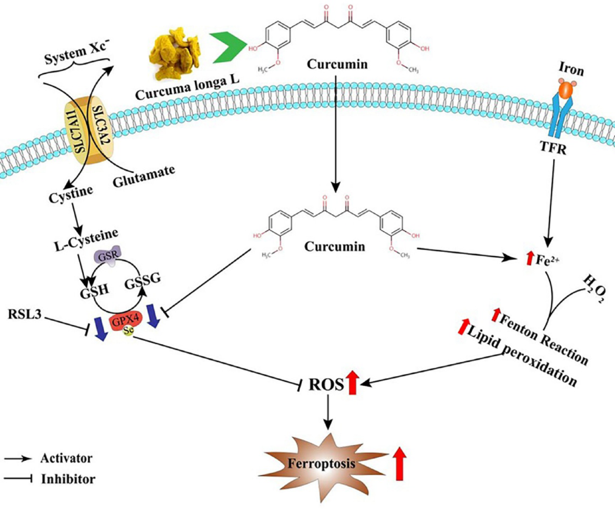 curcumin glutathione peroxidase Ferroptosis induction by through regulating the expression of 4 in papillary thyroid carcinoma | Journal of Molecular Histology The 5 Best Peptides