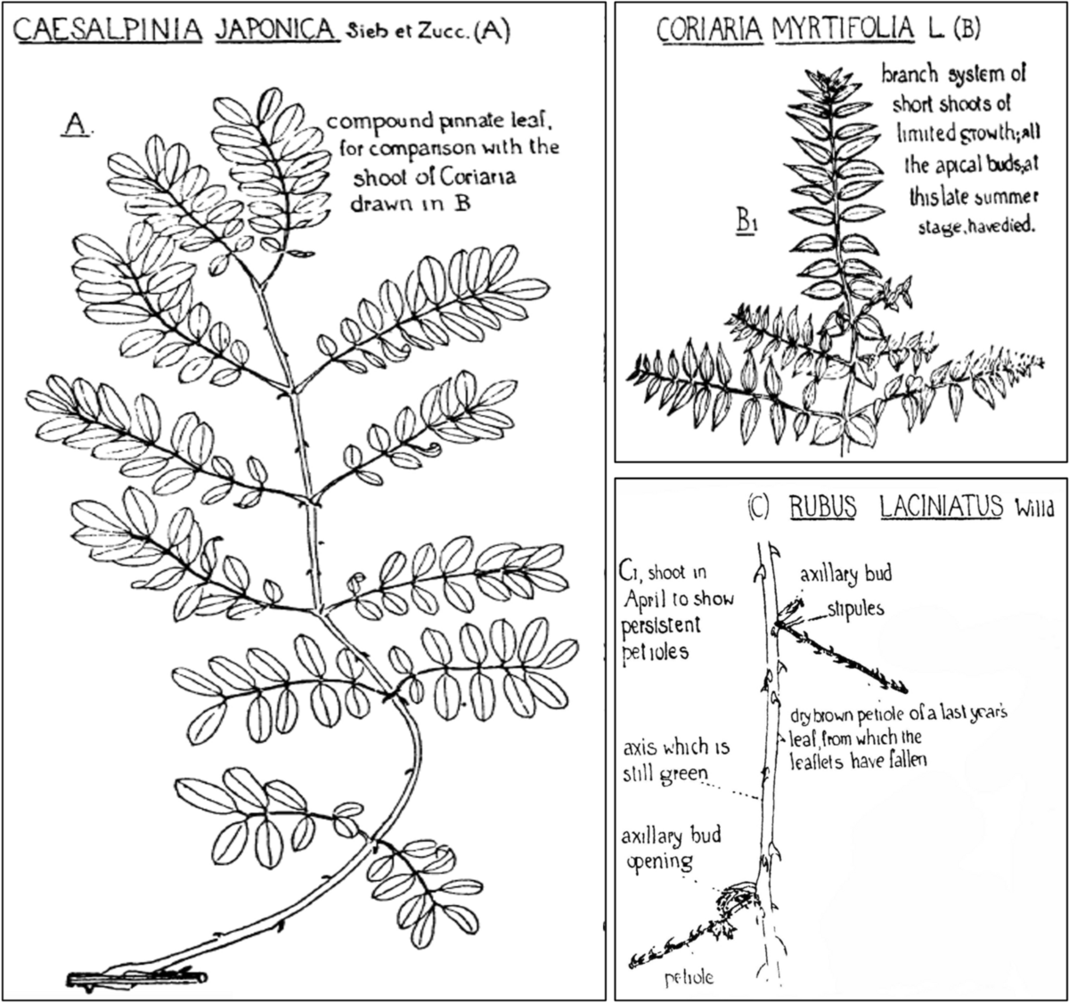Botanical illustration by Agnes Arber