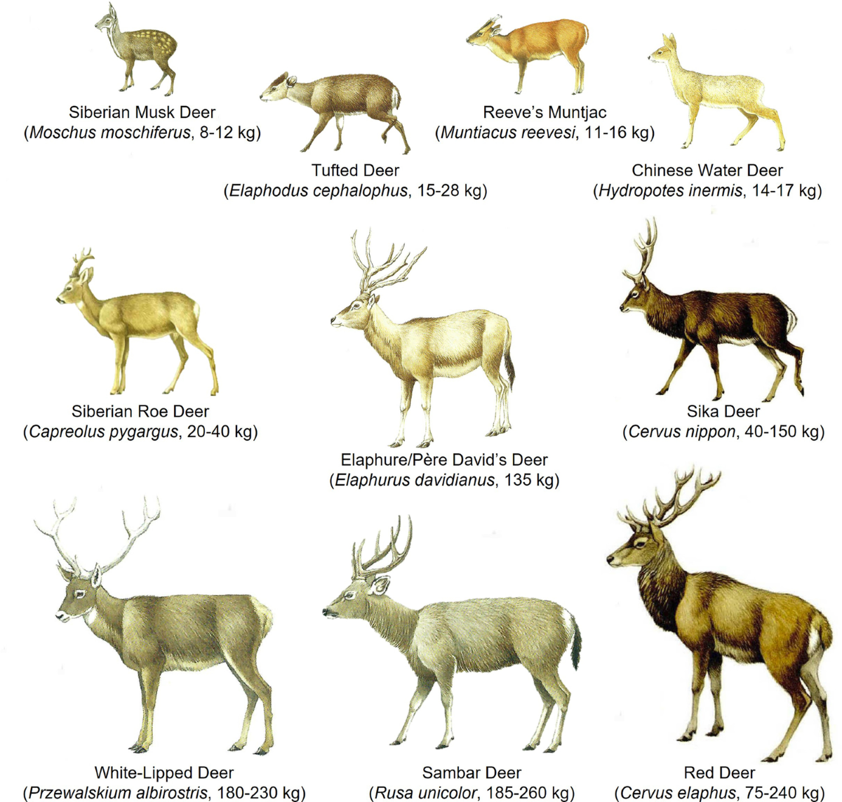 Deer and Humans in the Early Farming Communities of the Yellow 