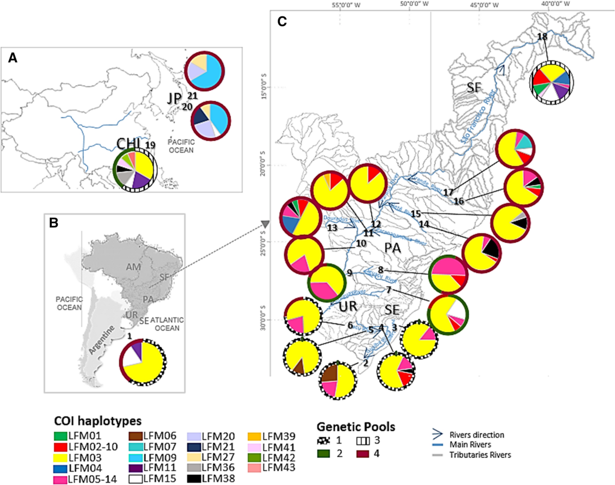 High Levels of Genetic and Morphological Variability in Invasive Limnoperna  fortunei (Dunker, 1857) Populations in South America, image size:1200x947