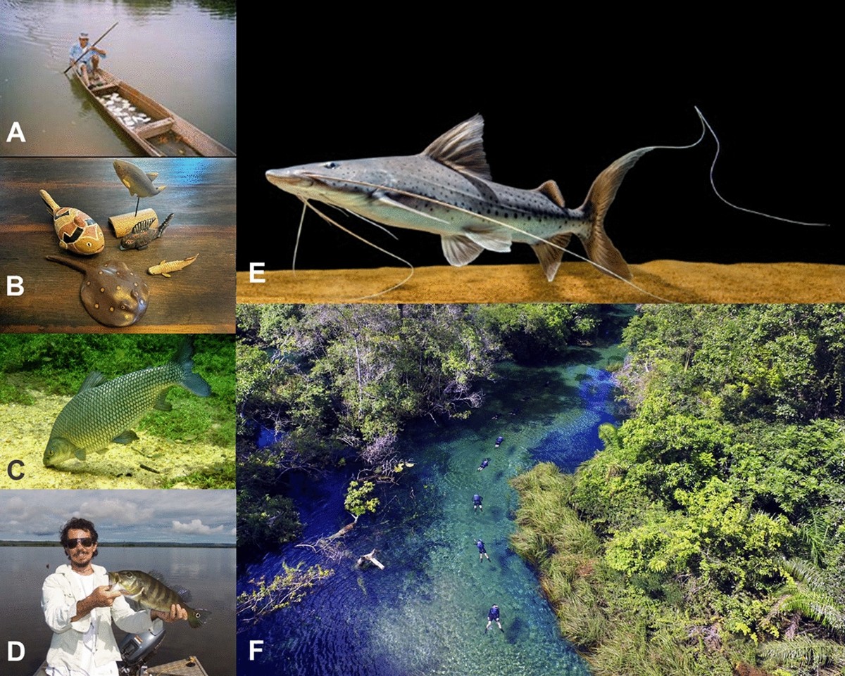 Ecosystem services generated by Neotropical freshwater fishes