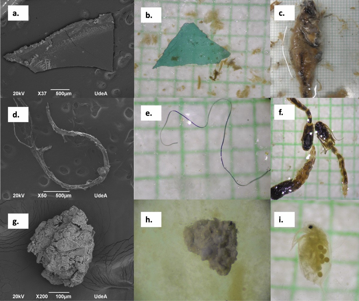 Microplastics and other anthropogenic particles contamination and their  potential trophic transfer in a tropical Andean reservoir, Colombia |  Hydrobiologia