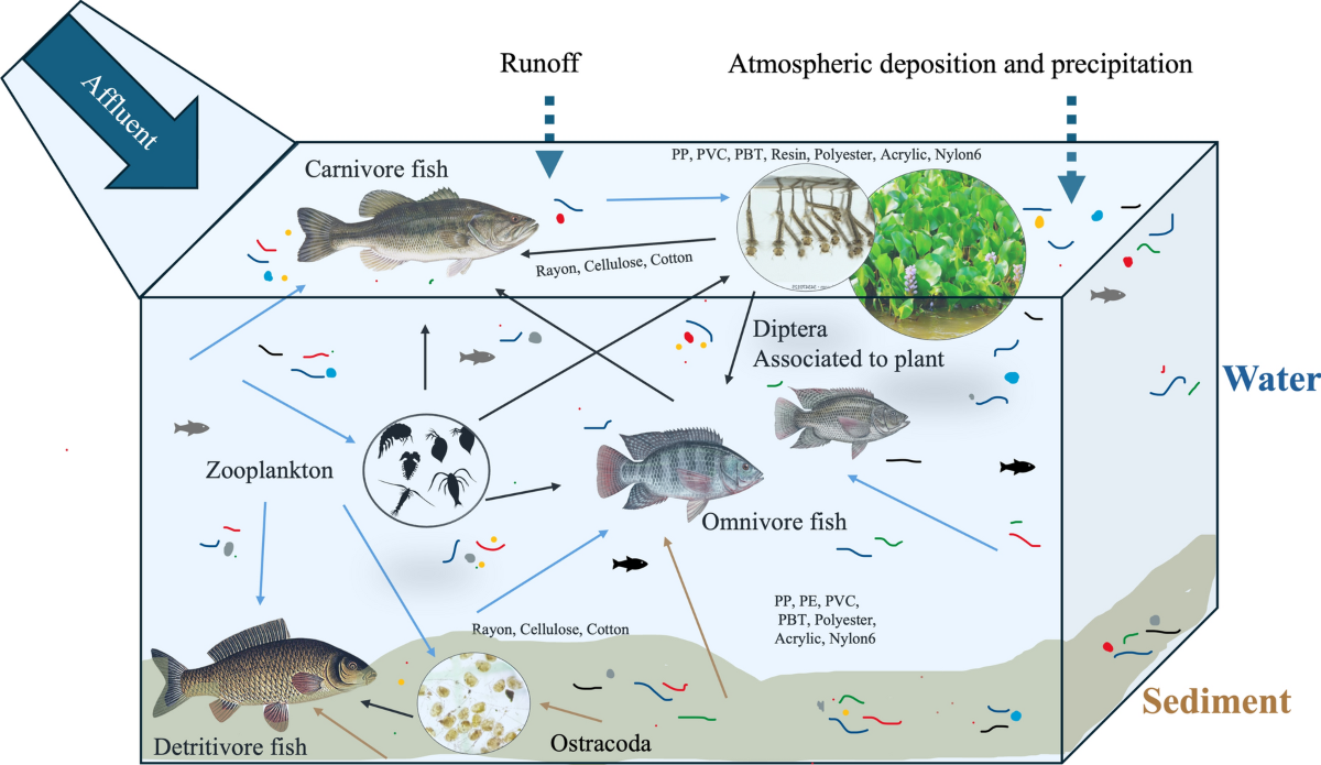 Microplastics and other anthropogenic particles contamination and their  potential trophic transfer in a tropical Andean reservoir, Colombia |  Hydrobiologia