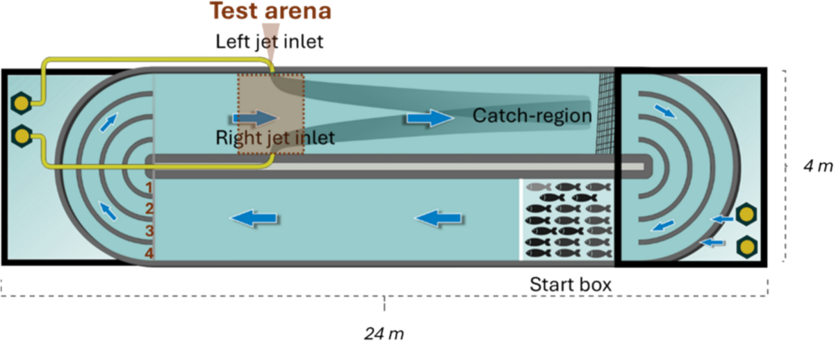 Physiological and behavioral responses of Atlantic Salmon smolts to jet injector flow for downstream guidance | Hydrobiologia