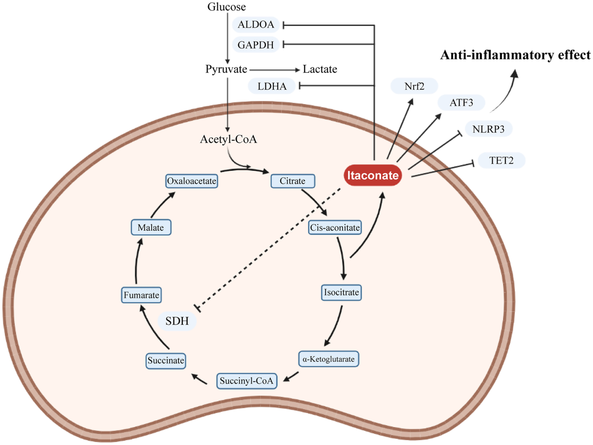 how to increase glutathione level in macrophages Itaconate: A Potent Macrophage Immunomodulator | Inflammation Lukewarm Effervescent Tablet Nature Glow Glutathione Collagen Our Flavors:Lychee