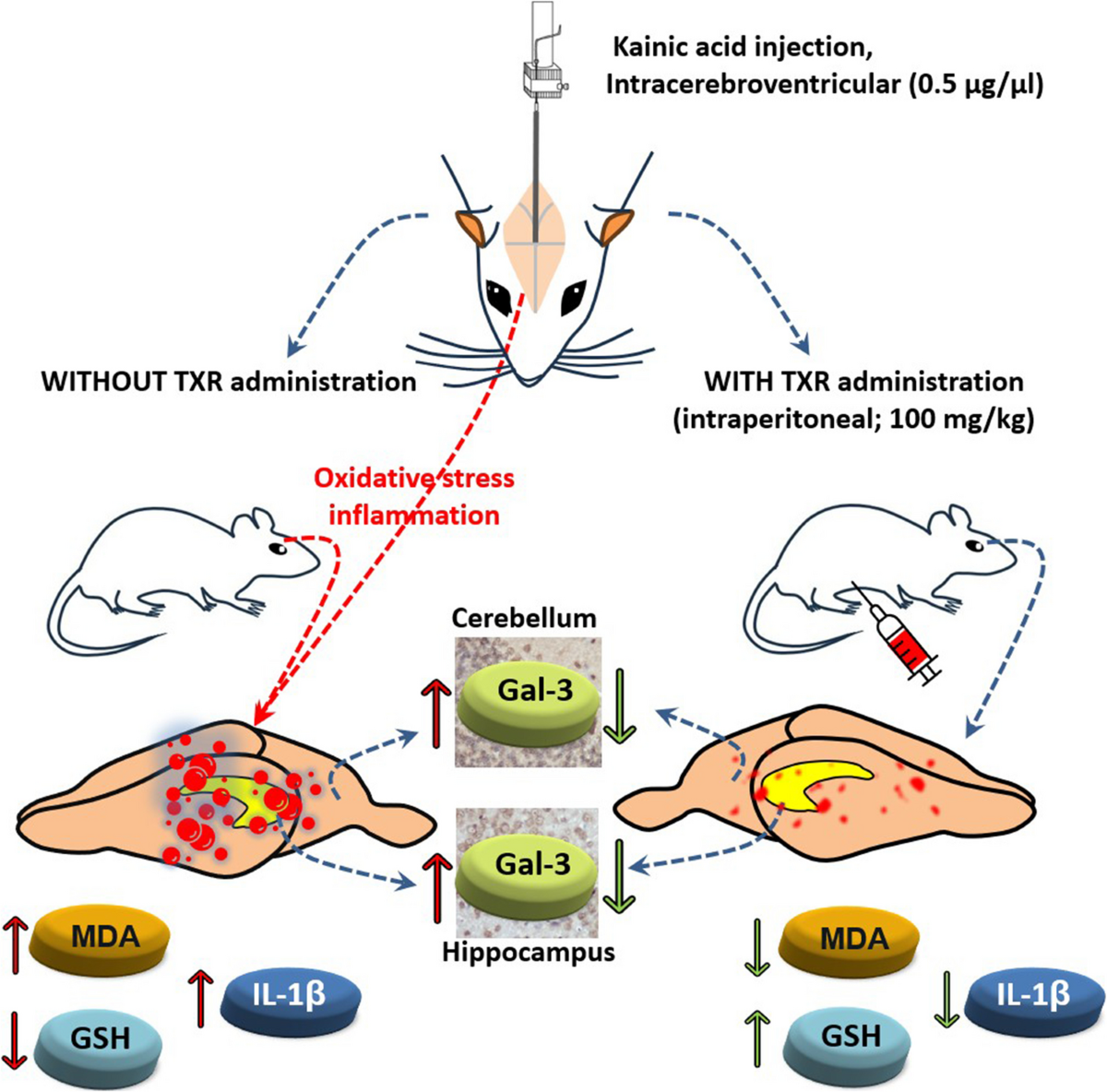 immunocal clinical trial glutathione randomized A Cystine-Rich Whey Supplement (Immunocal) Provides Neuroprotection from Diverse Oxidative Stress-Inducing Agents In Vitro by Preserving Cellular Landmark Antioxidant Study Shows Oral