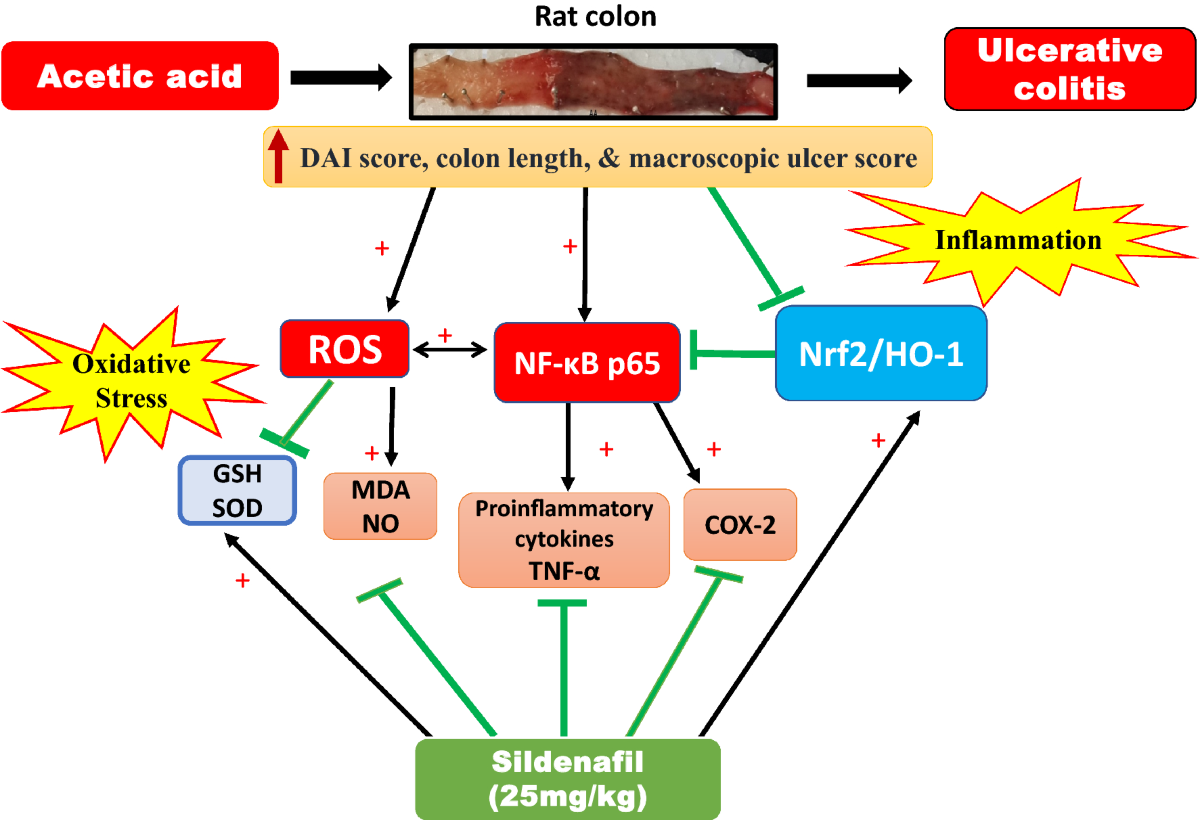 The emerging coloprotective effect of sildenafil against ulcerative colitis in rats via exerting counterbalance between NF-B signaling and Nrf-2/HO-1 pathway | Inflammopharmacology | Springer Nature Link The emerging coloprotective effect of sildenafil against ulcerative colitis in rats via exerting counterbalance between NF-B signaling and Nrf-2/HO-1 pathway | Inflammopharmacology | Springer Nature Link