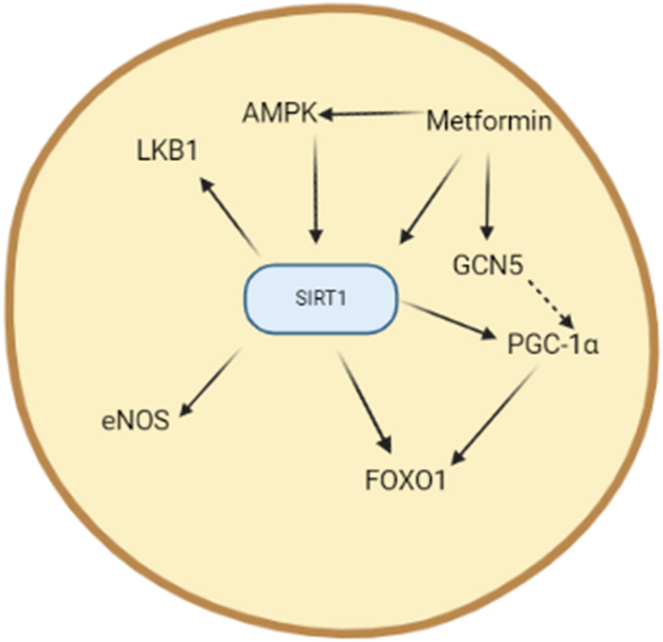 ghk-cu sirt1 activation Molecular structure of the tripeptide GHK-Cu. In solution lysine SIRT1 Promotes Host Protective Immunity