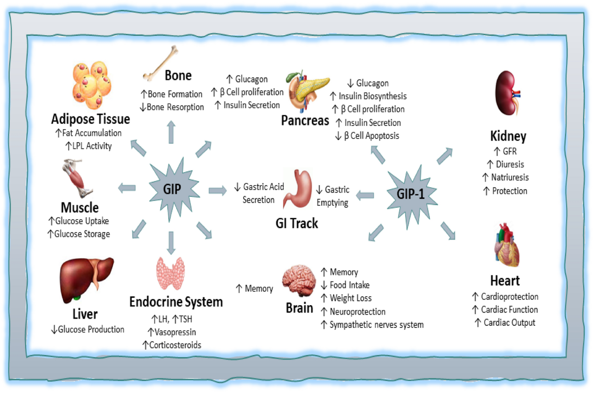 glp 1 and covid 19 Potential role of tirzepatide towards Covid-19 infection in diabetic  patients: a perspective approach | Inflammopharmacology