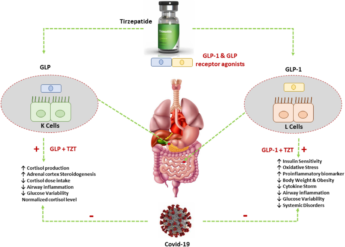 glp 1 and cortisol Potential role of tirzepatide towards Covid-19 infection in diabetic  patients: a perspective approach | Inflammopharmacology
